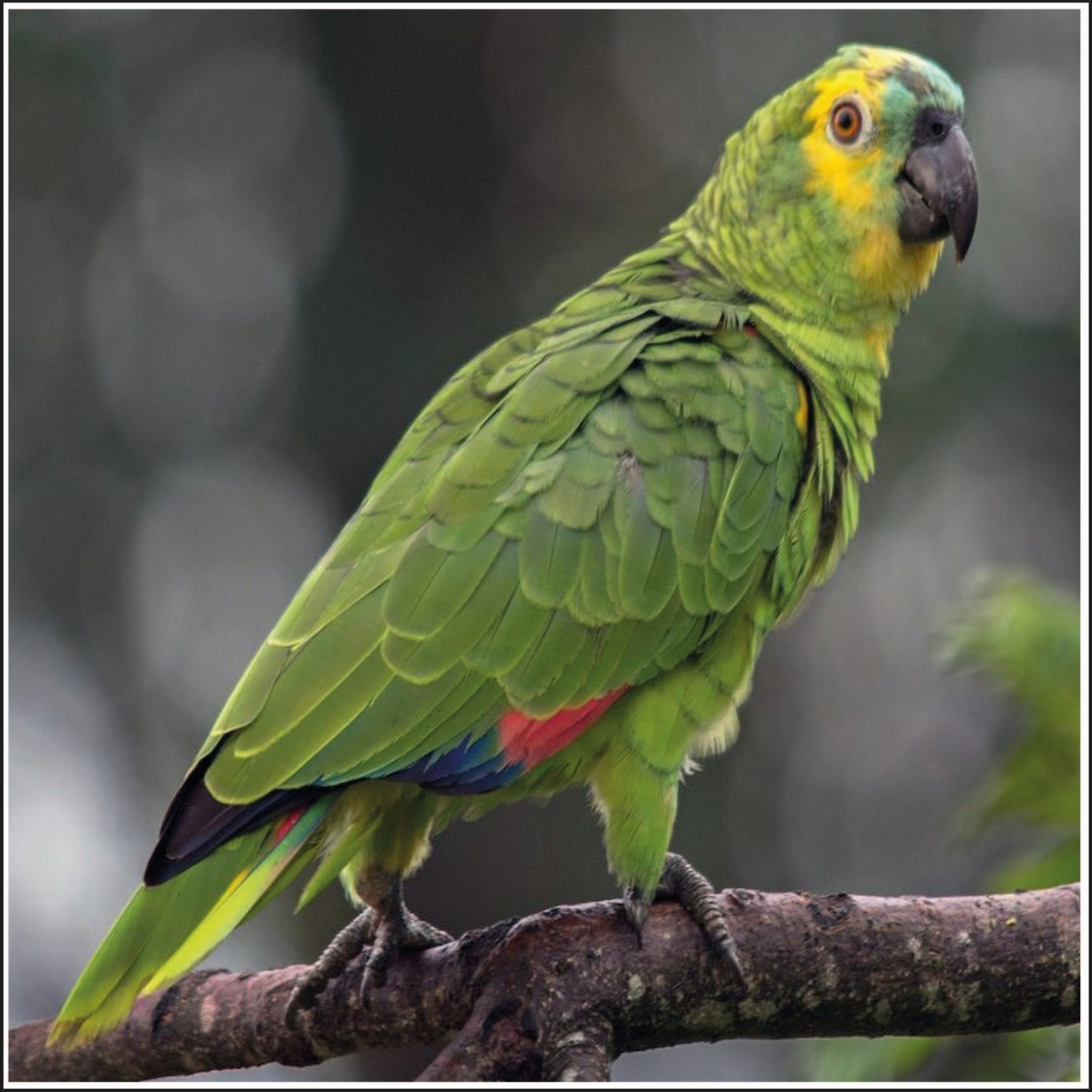 Animales de Compañia